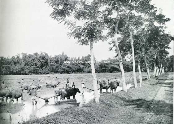 Indonesi, 1907, Onbekend, HET BEWERKEN DER NATTE RIJSTVELDEN (SAWAH'S)