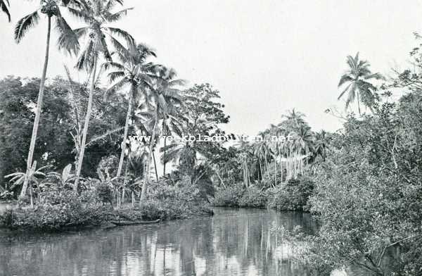 Indonesi, 1907, Onbekend, PALMEN LANGS DE RIVIER