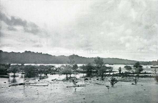 Indonesi, 1907, Onbekend, STRAND VEGETATIE (LAAGTIJ)