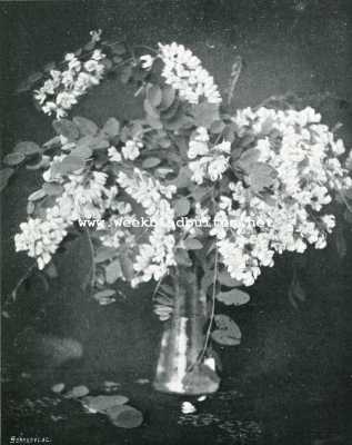 Onbekend, 1907, Onbekend, VAAS MET BLOESEM VAN ACACIA (robinia  pseudo-acacia)