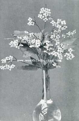 Onbekend, 1907, Onbekend, CRAMBE CORDIFOLIA (1/2 nat. grootte)