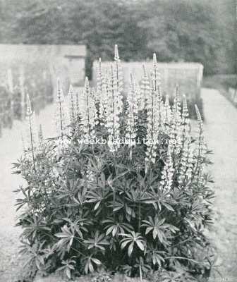 Onbekend, 1907, Onbekend, LUPINEN. (Lupinus polyphyllus Dougl.)