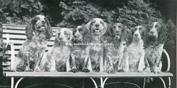 Onbekend, 1907, Onbekend, COCKER SPANILS UIT KENNEL GOOD LUCK