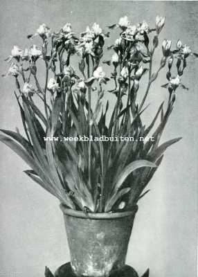 Onbekend, 1907, Onbekend, IRIS GERMANICA, drie jaar oud, bracht 88 bloemen voort