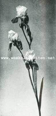 IRIS GERMANICA (Duitsche iris). 1/2 natuurlijke grootte