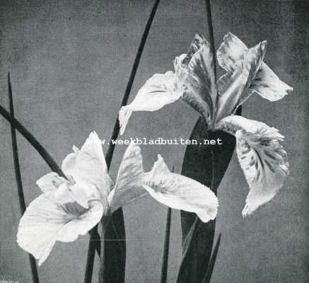 Onbekend, 1907, Onbekend, IRIS XIPHIODES (Engelsche iris). 1/2 natuurlijke grootte