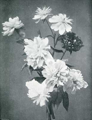 Onbekend, 1907, Onbekend, PIOENEN. VAASBOUQUET VAN VERSCHILLENDE PAEONIA CHINENSIS