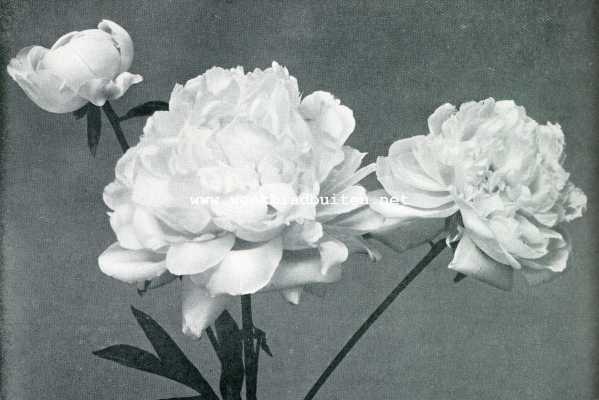 Onbekend, 1907, Onbekend, PIOENEN. DUBBEL WITTE PAEONIA CHINENSIS