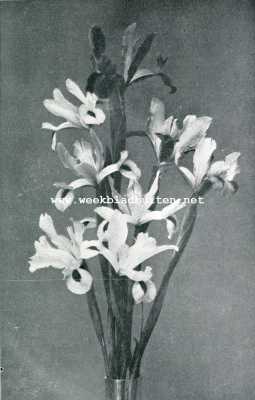 Onbekend, 1907, Onbekend, IRIS XIPHIUM (Spaansche Iris)