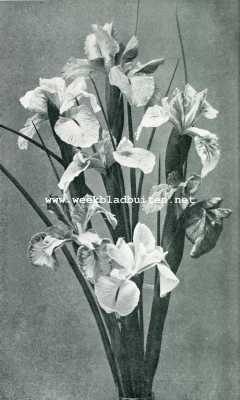 Onbekend, 1907, Onbekend, IRIS XIPHIODES (Engelsche Iris)