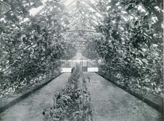 Noord-Holland, 1907, Zandvoort, De behandeling van druiven onder glas. Druiven in de kas, Kweekerij Bentveld. De kassen zijn gebouwd door de firma Alb. Van Bodegom & Co.