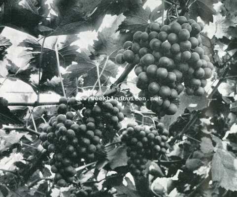 Noord-Holland, 1907, Zandvoort, De behandeling van druiven onder glas. Kasdruiven. Kweekerij Bentveld