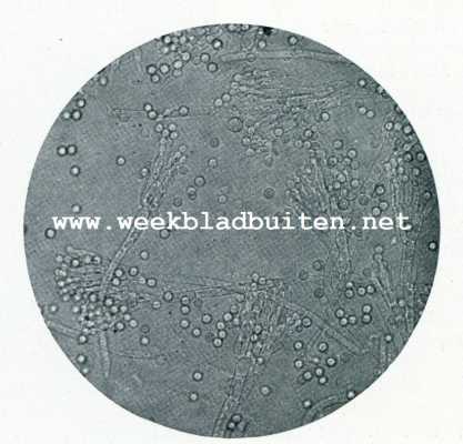 Onbekend, 1907, Onbekend, Het microscoop en de boterbereiding. De groene penceelschimmel (Penicillium glaucum, veelvuldig voorkomd op zuivelproducten