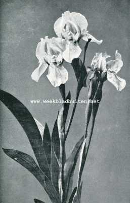 Onbekend, 1907, Onbekend, Irissen. Iris Pumila