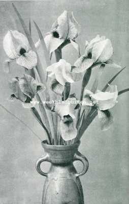 Onbekend, 1907, Onbekend, Irissen. Regelio-Cyclus Iris