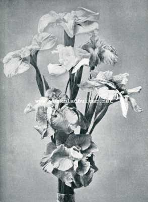 Onbekend, 1907, Onbekend, Irissen. Iris Laevigata of Iris Kaempferi