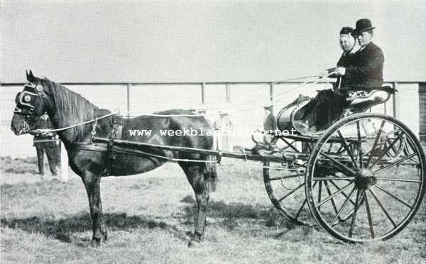 Zuid-Holland, 1907, Den Haag, De afdeeling paarden op de Landbouwtentoonstelling te 's-Gravenhage. Zuid-Hollandsch paar