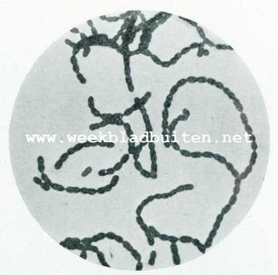 Onbekend, 1907, Onbekend, Het microscoop en de kaasmakerij. Melkzuurbacterie in Strepto-coccen-vorm, zooals de bacterie der lange wei. Vergooting 2000 maal (fig. c)