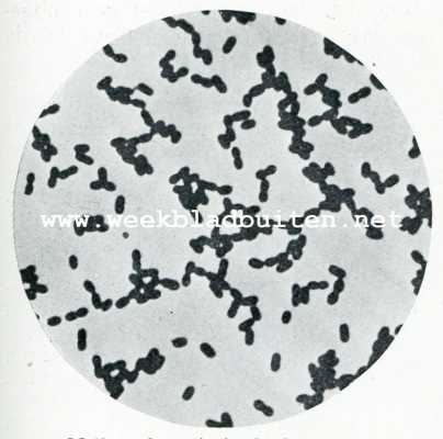 Onbekend, 1907, Onbekend, Het microscoop en de kaasmakerij. Melkzuurbacterie in Duplo-coccen-vorm. Vergrooting 2000 maal (fig. D)