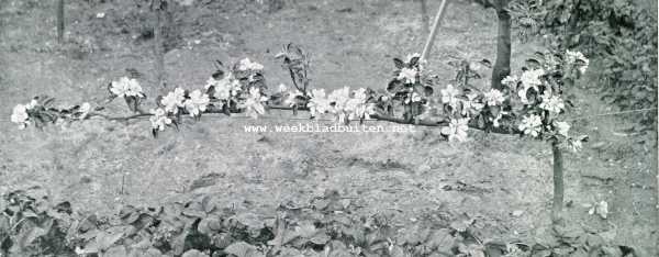 Onbekend, 1907, Onbekend, Vruchtboomen en vruchtenteelt. Liggende snoei. Appel in bloei geplant langs het pad van een vruchtentuintje