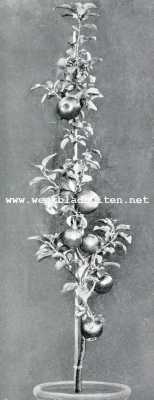 Onbekend, 1907, Onbekend, Vruchtboomen en vruchtenteelt. Staande snoer appel in pot gekweekt