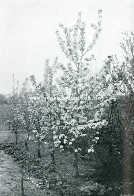 Onbekend, 1907, Onbekend, Vruchtboomen en vruchtenteelt. Struikvorm peer