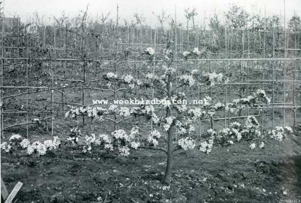 Onbekend, 1907, Onbekend, Vruchtboomen en vruchtenteelt. Palmette peer. Door geod snoeien is de bloesem gelijkmatig over den geheelen boom verdeeld