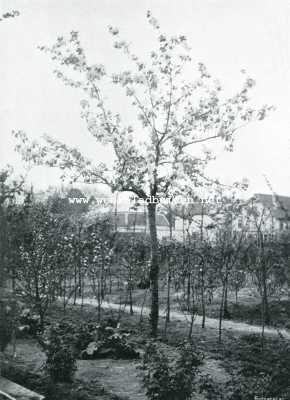Onbekend, 1907, Onbekend, Vruchtboomen en vruchtenteelt. Hoogstam peer