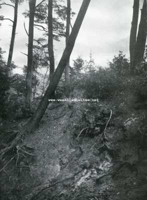 Overijssel, 1907, Dalfsen, Groepje boomen op 