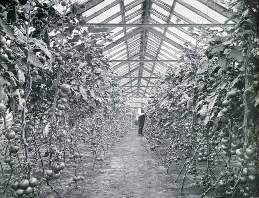 Onbekend, 1907, Onbekend, De tomaat (Solanum Lycoperticum). Tomaten in de kas