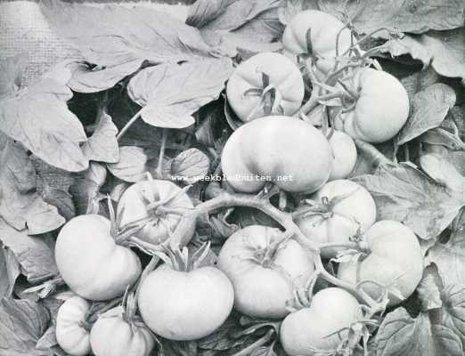 Onbekend, 1907, Onbekend, De tomaat (Solanum Lycoperticum). Rijpende tomaten