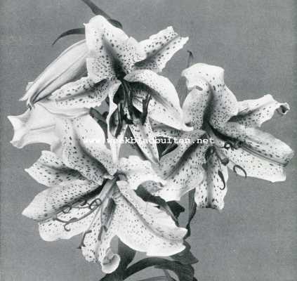 Onbekend, 1907, Onbekend, Lilium Auratum (1/3 nat. grootte)
