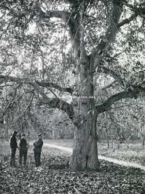 Onbekend, 1907, Onbekend, Kastanjeboom in hersttooi