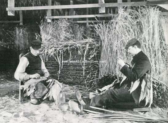 Onbekend, 1907, Onbekend, De tabaksoogst. Insnijden en aanspijlen van de tabaksbladeren