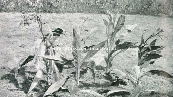 Onbekend, 1907, Onbekend, De tabaksoogst. Een viertal planten, waarvan men de bladeren heeft verwijderd en laten doorgroeien om er zaad van te winnen