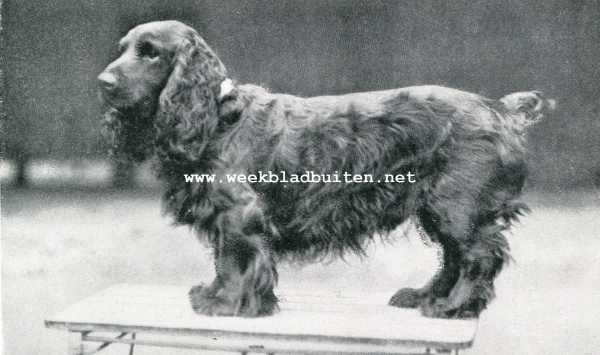 Onbekend, 1907, Onbekend, Jacht en jachthonden. Field spaniel Thamp of Sennen