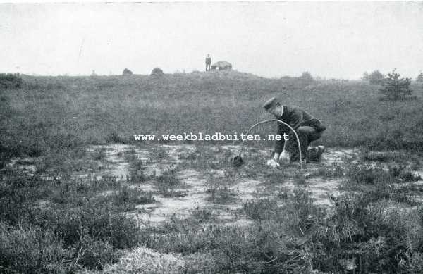 Onbekend, 1907, Onbekend, Valkenvangst. Het stellen van de slagnetten