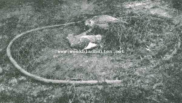 Onbekend, 1907, Onbekend, Valkenvangst. De valk met zijn prooi onder het toegeslagen slagnet verschalkt