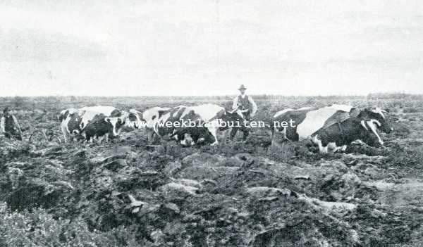 Noord-Brabant, 1907, Bakel, Stoom-ploegen. Een span ossen aan 't werk. Ploegen der Nederlandsche Heidemaatschapppij te Bakel, 20 augustus 1907