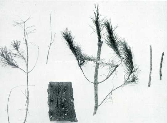 Onbekend, 1907, Onbekend, Insecten, schadelijk voor de boschcultuur. Beschadigde jonge dennen en dennenschors met larvegangen