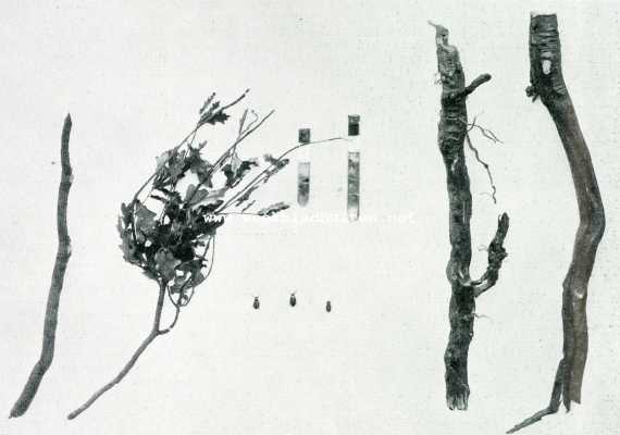 Onbekend, 1907, Onbekend, Insecten, schadelijk voor de boschcultuur. Groote dennensnuittor (Hylobius Abietis). Beschadigde eikentakjes, door larven aangetaste dennenwortels, volwassen insecten en larven op formaline