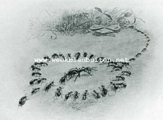 Onbekend, 1908, Onbekend, Bij de mieren. Een mieernkoningin in haar kring van hovelingen. Geteekend naar de schets van een tafereel in een kunstmatig mierennest