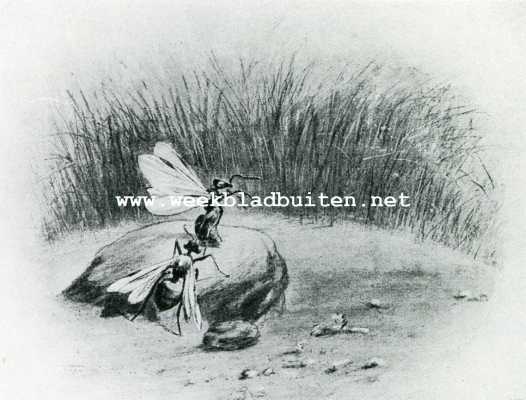 Onbekend, 1908, Onbekend, Bij de mieren. De speelplaats, Jonge koninginnen der landbouwende mier dartelend op een kiezelsteen