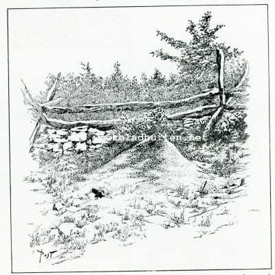 Onbekend, 1908, Onbekend, Bij de mieren. Een nest van de heuvelbouwende mieren der Alleghanies aan het aardoppervlak, toonend een heuveltje drie voet hoog en vijf en twintig voet omtrek aan de basis