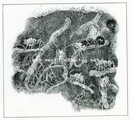 Bij de mieren. Doorsnede van een mierennest. Tamme bladluizen zitten op bladwortels