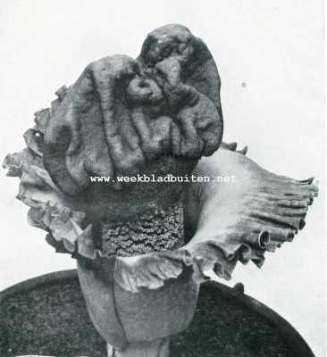 Onbekend, 1908, Onbekend, Bloem van Amorphophallus Campanulatus