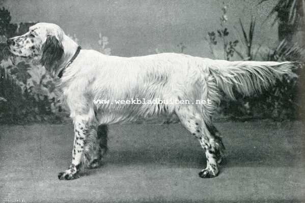 Onbekend, 1908, Onbekend, De Engelsche Setter. Een Engelsche setter uit kennel 