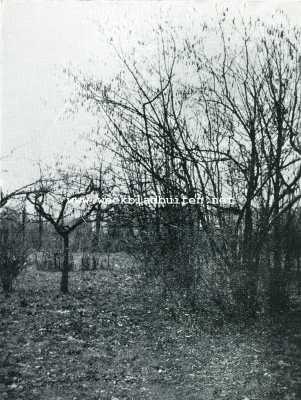Onbekend, 1908, Onbekend, De hazelaar in bloei