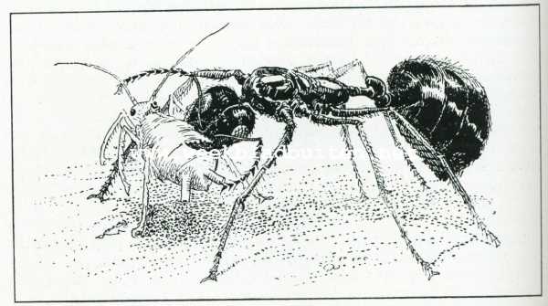 Bij de mieren. Een mieren-herderin met bladluis uit hare kudde dragende