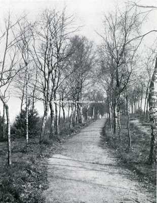 Gelderland, 1908, Velp, Berkenlaantje op de Torenberg bij Velp
